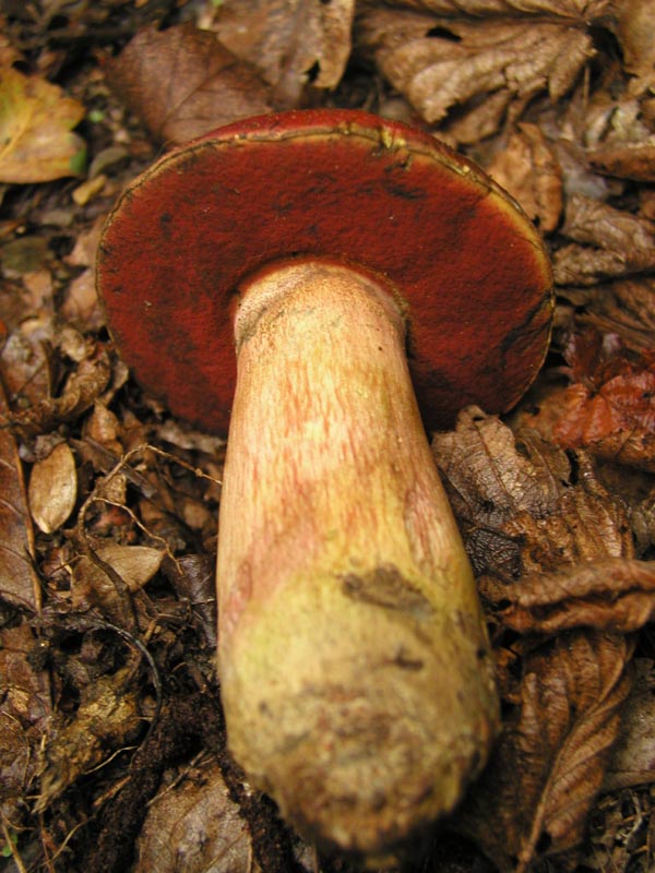 Boletus dupainii